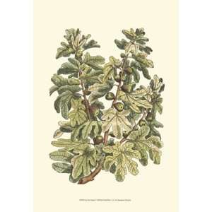  Fig Tree Branch by Duhamel De Monceau 13x19 Kitchen 