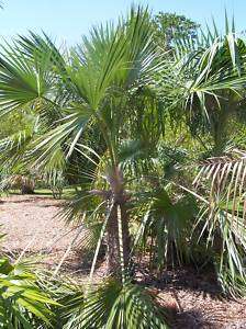 Coccothrinax miraguama sp havanensis Palm Tree Seedling  