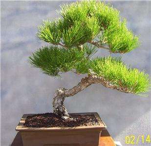 Japanese Black Pine Bonsai, Show tree,   Bonsai Nut is back 