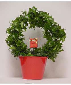 English Ivy Topiary Wreath  