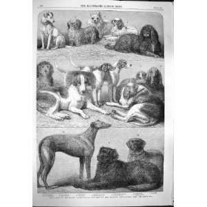   1864 Prize Dogs Show Islington Terrier Spaniel Mastiff