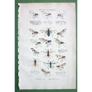   Muscidae #19   1846 H/C Hand Colored Antique Print 
