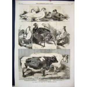    1880 Poultry Cattle Show Cow Turkey Shorthorn Print
