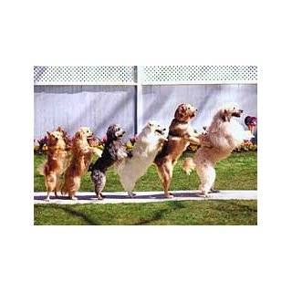 dog conga line birthday card by multi breed average customer review 