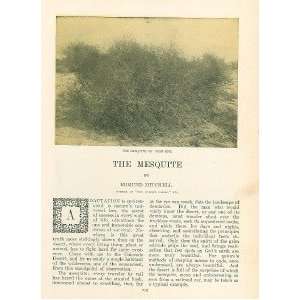  1905 Mesquite Plant illustrated 