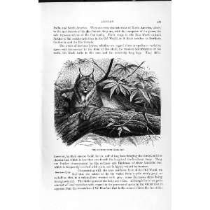    NATURAL HISTORY 1893 94 NORTHERN LYNX EUROPE ANIMAL