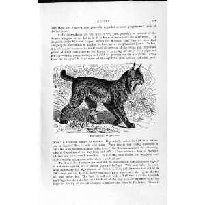  NATURAL HISTORY 1893 94 PARDINE LYNX WILD ANIMAL