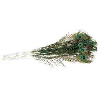 Peacock Eye Feathers   12PK / Natural