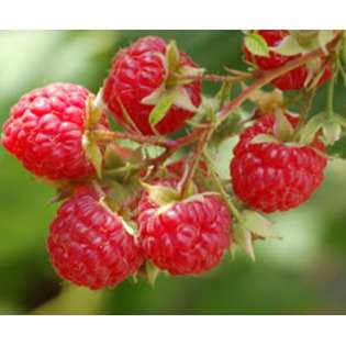Shop for Edible Plants in the Lawn & Garden department of  