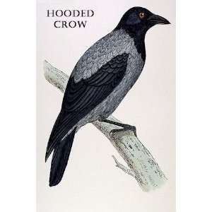  Birds Hooded Crow Sheet of 21 Personalised Glossy Stickers 