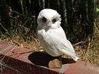   Realistic Medium Feather Owl Bird Taxidermy Owls Furry Animal Bird B2