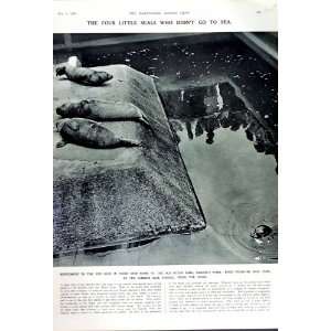  1949 SEALS YEARLING PUPS OTTER POND REGENTS PARK LONDON 