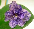 African violet PLUG starter plant ANTHOFLR. LITTLE AXEL  