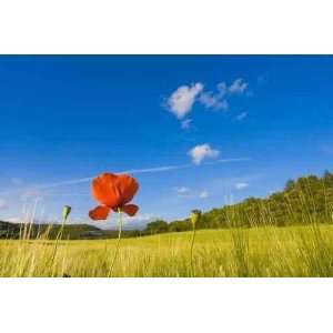 Champ De Blé Et Coquelicots   Peel and Stick Wall Decal by 