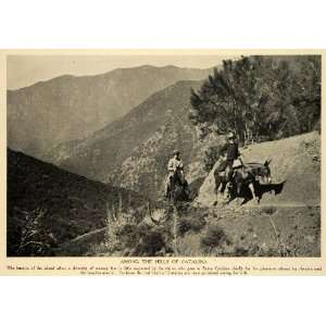 1912 Print Santa Catalina Island California Avalon Pack Mules Donkey 