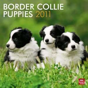  Border Collie Puppies 2011 Wall Calendar 12 X 12 Office 