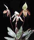   LTD. Paphiopedilum wardii *OUTSTANDING SLIPPER* SPECIES Orchid Plant