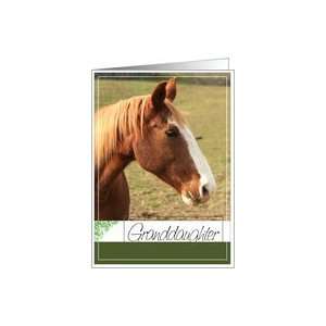    Granddaughter Birthday  Horse Photo Card Card Toys & Games