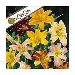 Mixed Daylilies  One Cent Sale 