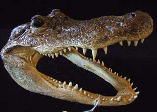 Alligator 9 10 GATOR Head Bayou Swamp People New Orleans Bayou Skull 