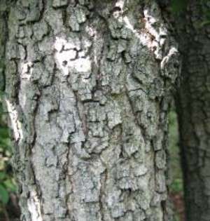 AMBERBAUM   SEESTERNBAUM   LIQUIDAMBAR STYRACIFLUA  