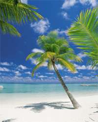 Fototapete Strand Palmen Ari Atoll 4 883 SÜDSEE 184x254  
