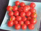 vergroessern subarctic cherry kirsch tomate frueh tomaten sa men eur