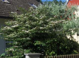 Cornus controversa, Etagenhartriegel, 140cm, SELTEN  