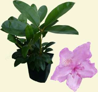 Rhododendron   Catawbiense Grandiflorum   Pflanze  