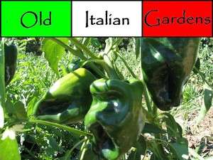 40 Pablano Pepper Seeds Heirloom Variety Great for Salsa Drying and 