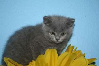 kleine Bärchen in Hessen   Usingen  Katzen & Zubehör   