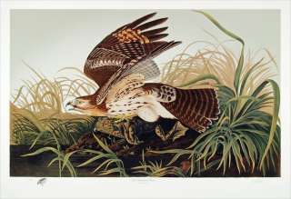 Ltd.Ed. Loates Audubon RED SHOULDERED HAWK Print Signed  