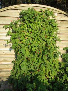 Himbeere Stecklinge Pflanzen Rankhimbeere Himbeeren in Niedersachsen 