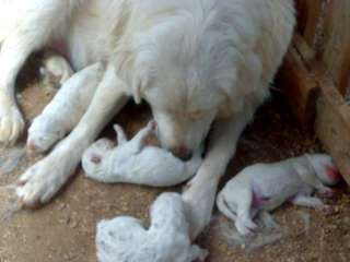 Cuccioli di pastore abruzzese a Raiano    Annunci