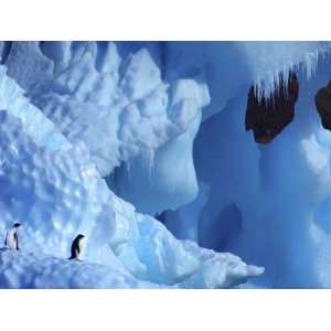 Two Adelie Penguins on Iceberg, Antarctica Animal Premium Poster Print 