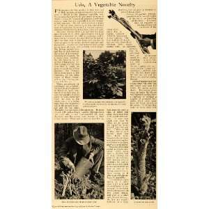   Food Gardening Plant Aralia   Original Print Article