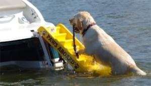 New Paws Aboard Doggy Boat Ladder, Dog Steps Ramp  