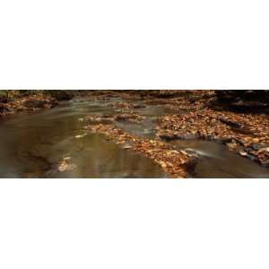  Leaves Floating on Water, May Beck, Littlebeck, North 