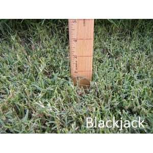   Grass Bermudagrass Kings Forage Blend 1 Pounds per Order Patio, Lawn