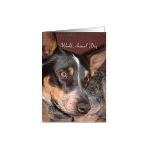 World Animal Day   Blue Heeler Dog Card Health & Personal 