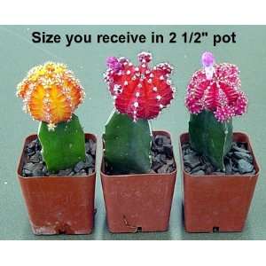  3 Neon Grafted Cactus Plants   Easy to Grow   Colorful 