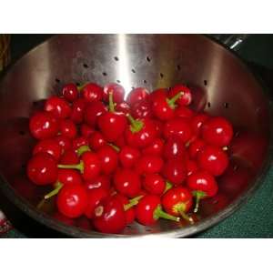  Hot Cherry Pepper seeds   Meenu Patio, Lawn & Garden
