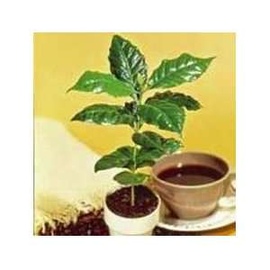 Dwf Coffee Bean Tree 10 Seeds Coffea arabica nana Patio 