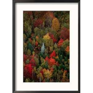  Fall Colours of the Forest, Lubec, Maine, USA Collections 