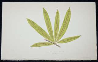 Lowe 1867 British & Exotic Ferns Print. Oleandra. 16  