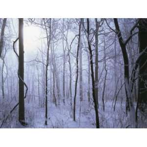 Richard Thompson Wildlife Area. Sunrise in forest of frost, Virginia 