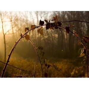 Dew Covered Field of Vines in Early Morning Sunlight, Silver Spring 