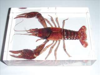 Red Lobster (Freshwater Crayfish)   Large Specimen  