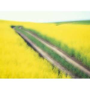  Roadway in Canola Field, Eastern Washington, USA Stretched 