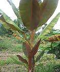 Blood Banana Plant   Musa zebrina sumantrana  